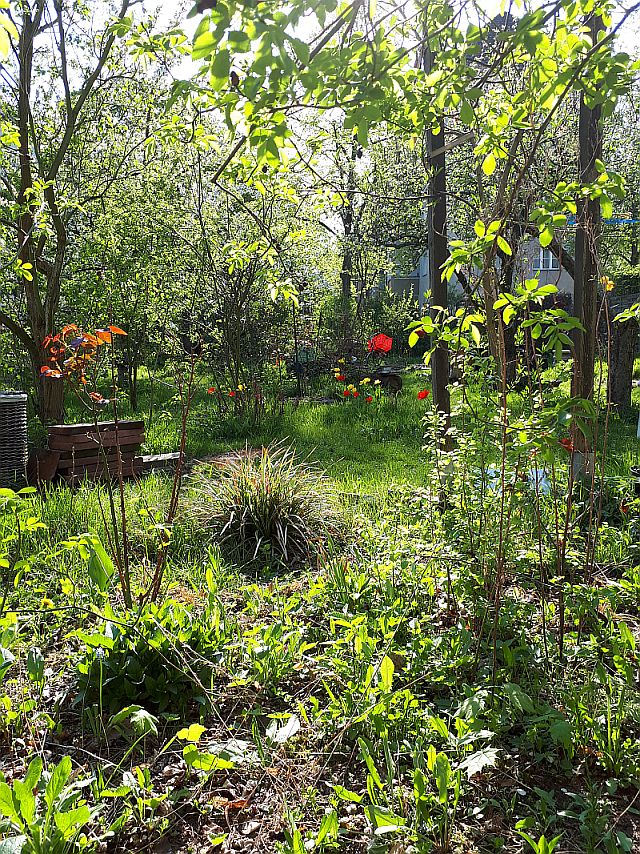 Ein blühender grüner Garten